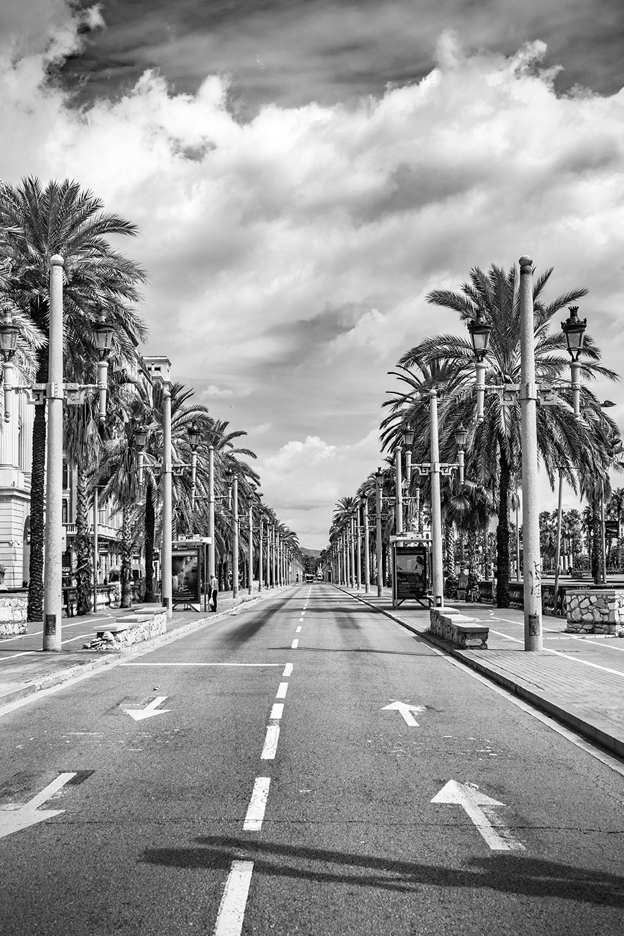 Black and white photography of the street Passeig de Colom with palm trees, Barcelona, Catalonia, Spain, (Nos Dren).
