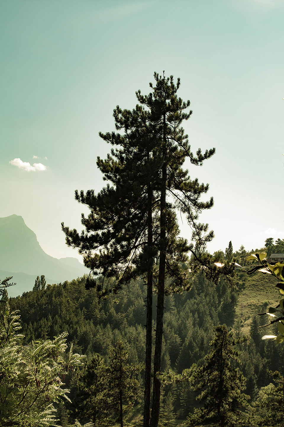 Mont Guillaume, Embrun, Hautes-Alpes, France, (Nos Dren).