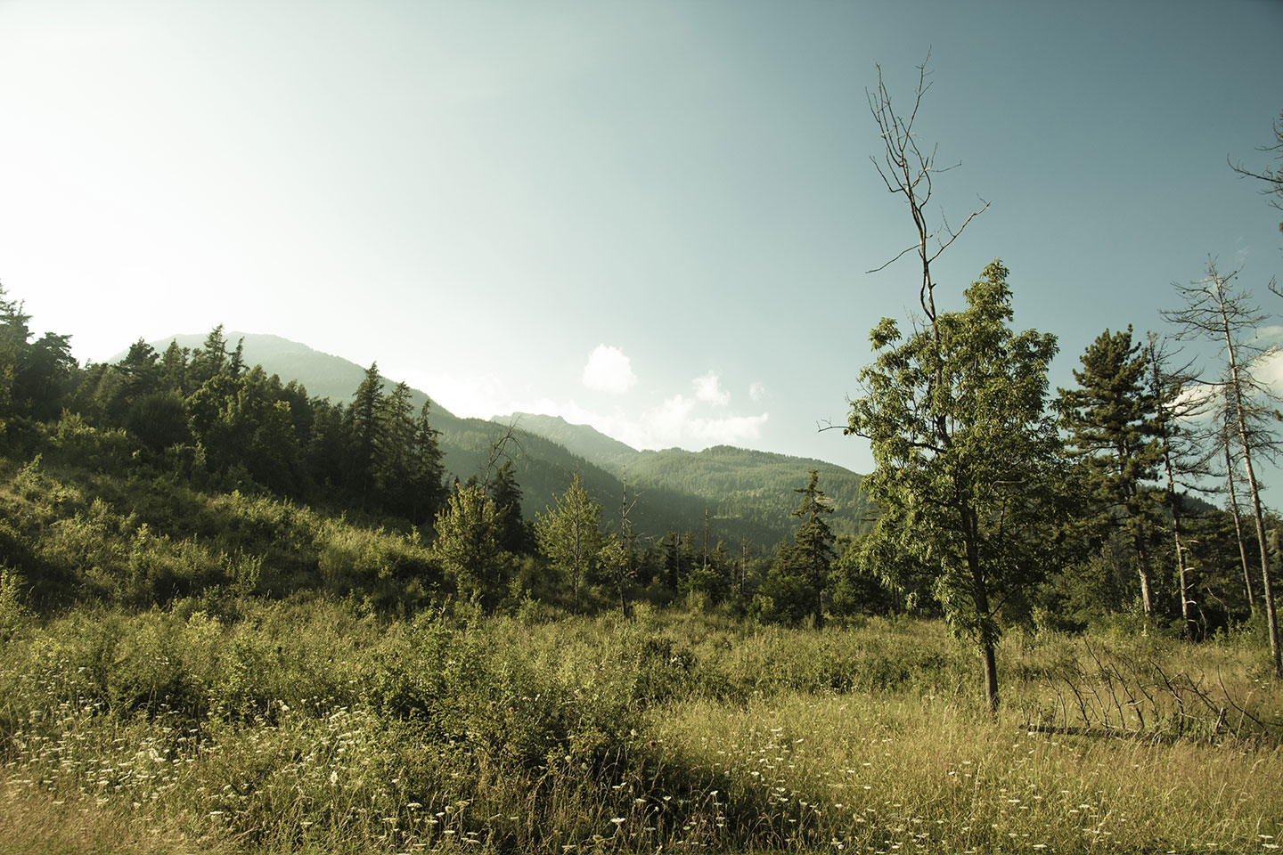 Mont Guillaume, Embrun, Hautes-Alpes, France, (Nos Dren).