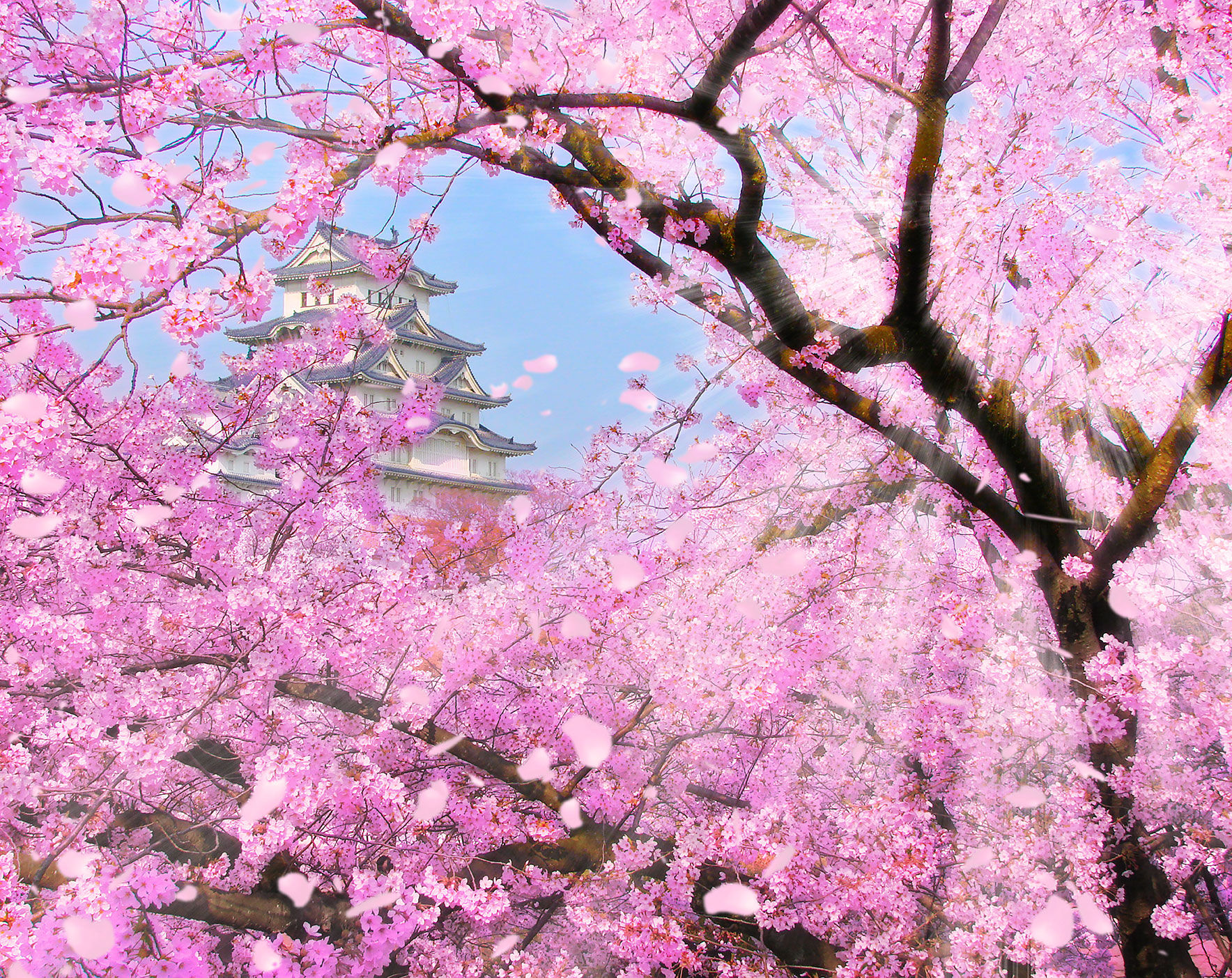 The White Heron Castle of Himeji, Kyoto, view through the cherry blossoms flowers (sakura) and sunlight rays