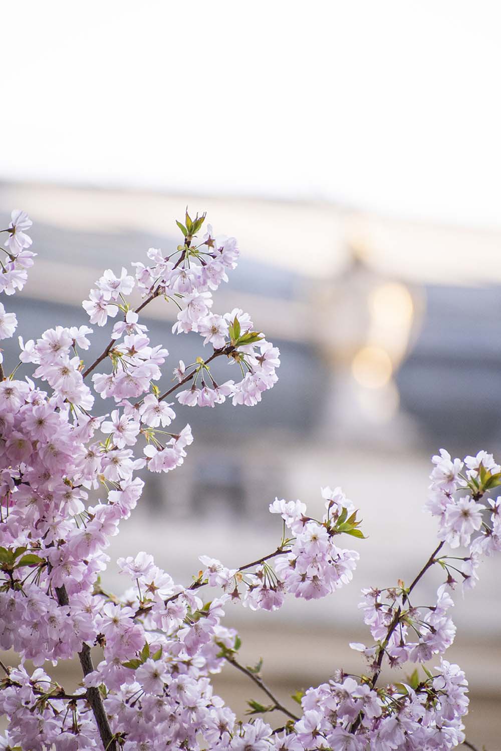 Wandering in Paris, 2022