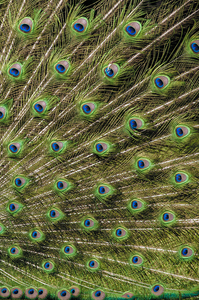 Peacock feathers texture, Nos Dren