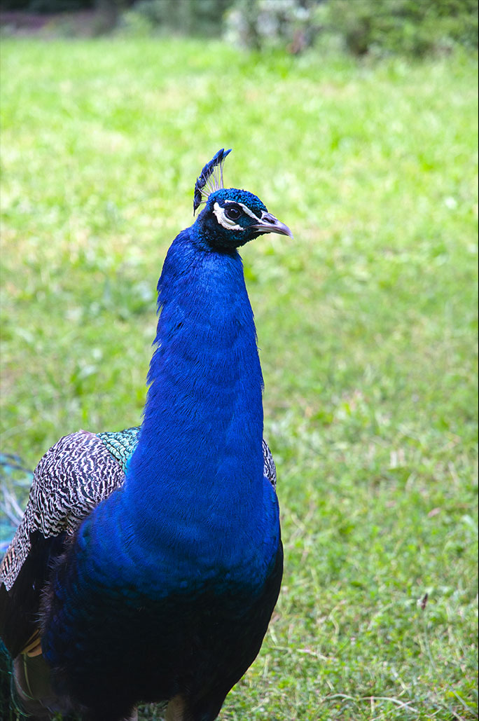 Blue head peacock, Nos Dren