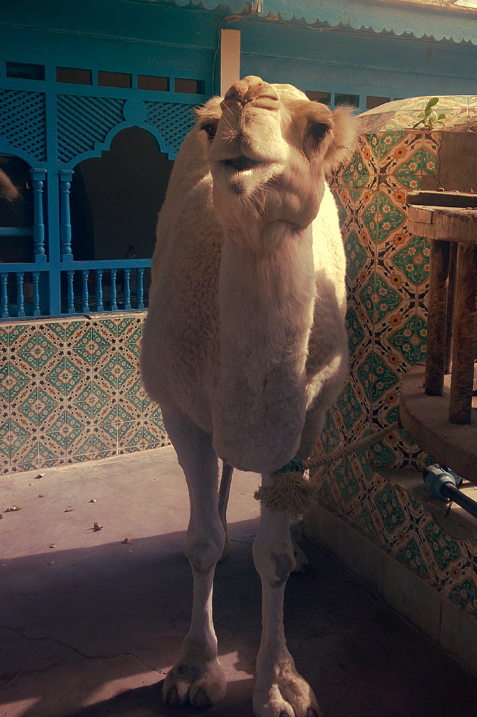 Camel, Hammamet, Tunia, Nos Dren