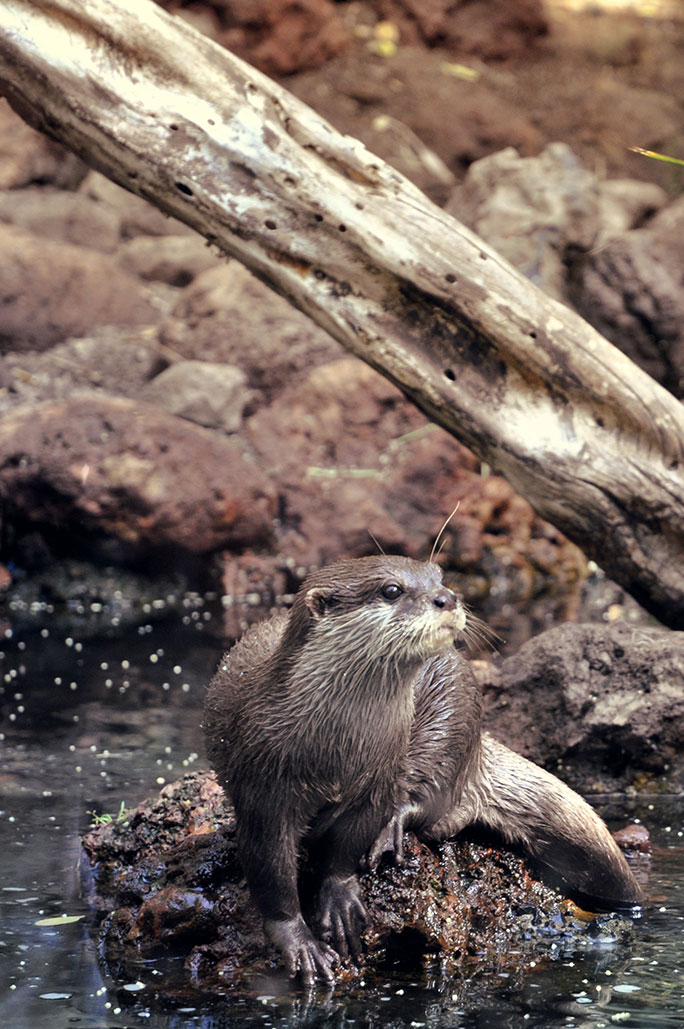 Otter, wild life, Nos Dren