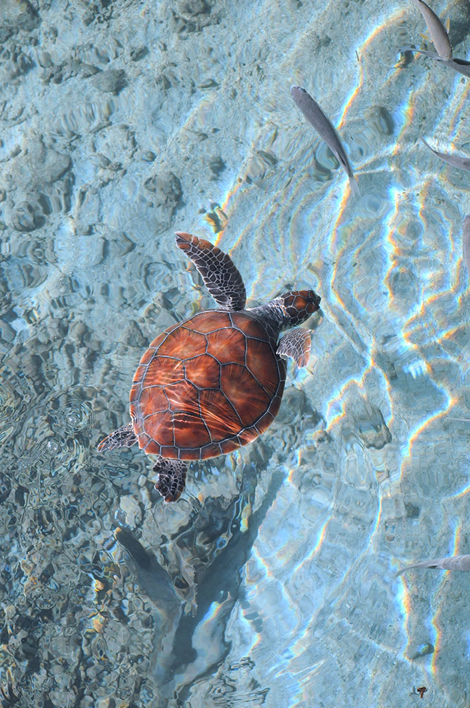 Sea turtle, wild life, Nos Dren